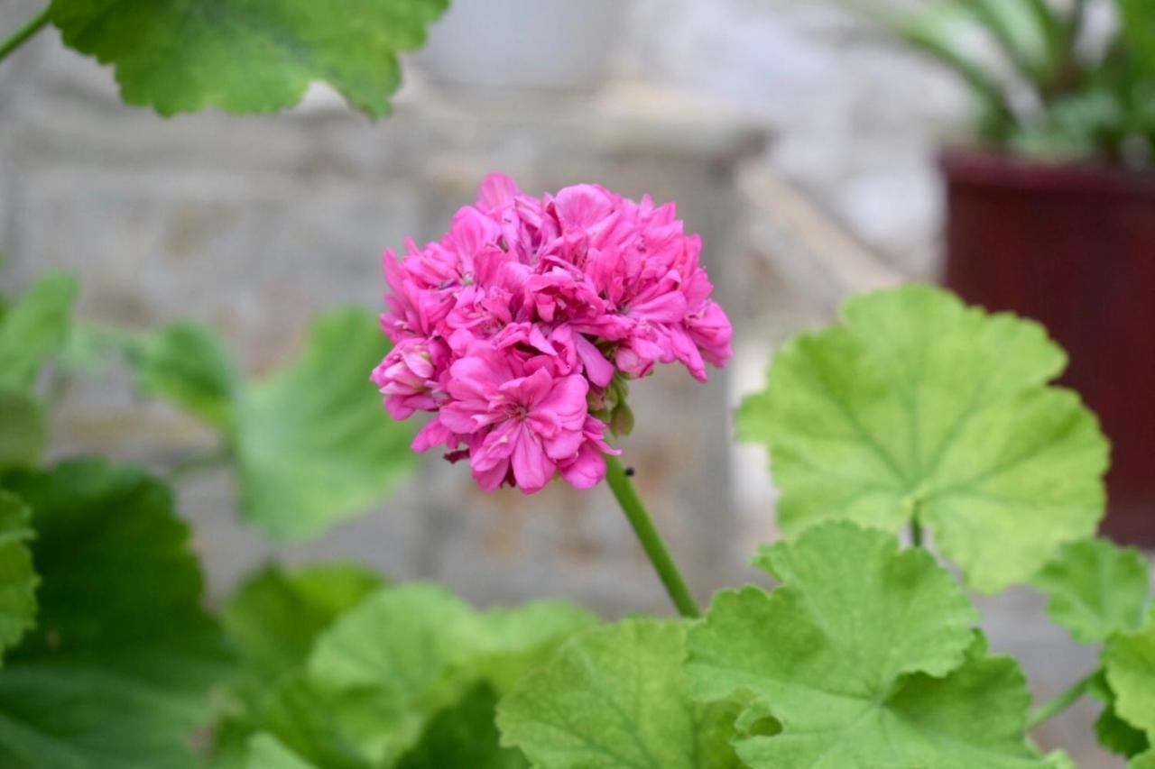 הימארה Tzavelitiko Home מראה חיצוני תמונה